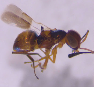 Fig. 21C: Photograph of a small wasp.